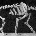 Smilodon skeleton - Frame