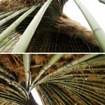 Bamboo frame with rice plant covering - Complex