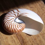 Nautilus shell - Shell